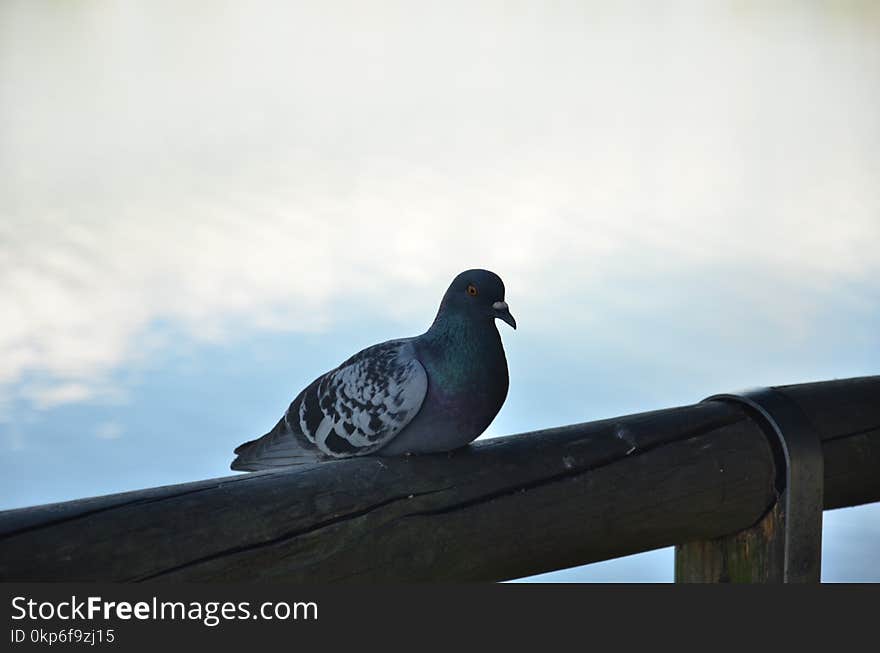 Bird, Sky, Beak, Pigeons And Doves