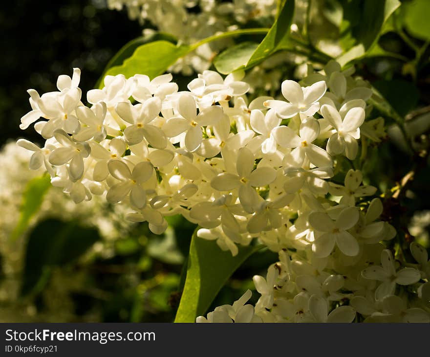 Plant, Flora, Flower, Nannyberry