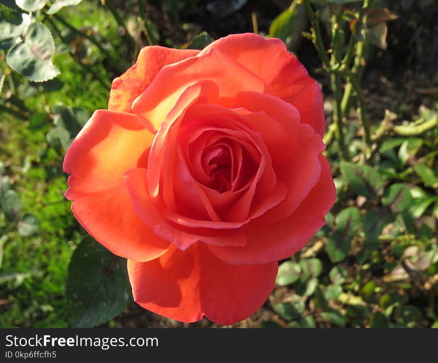 Rose, Rose Family, Flower, Floribunda