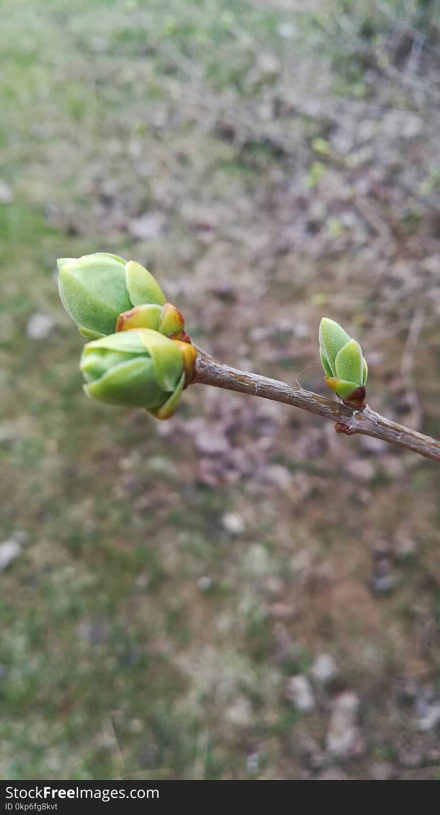 Flora, Bud, Plant, Leaf