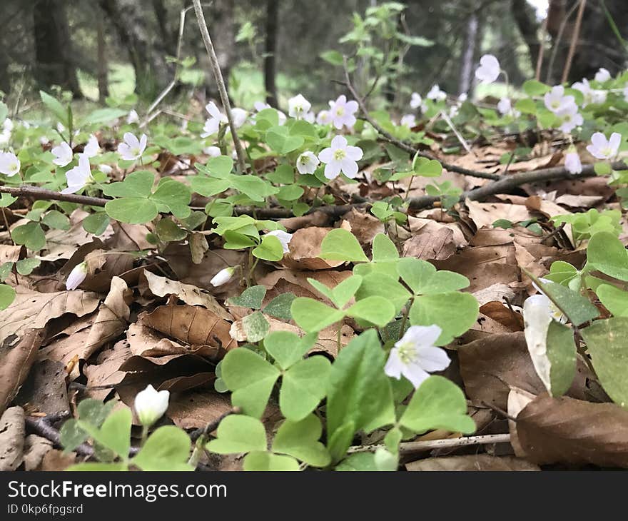 Plant, Flora, Leaf, Flower