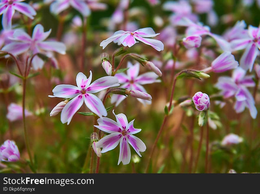 Flower, Plant, Flora, Flowering Plant