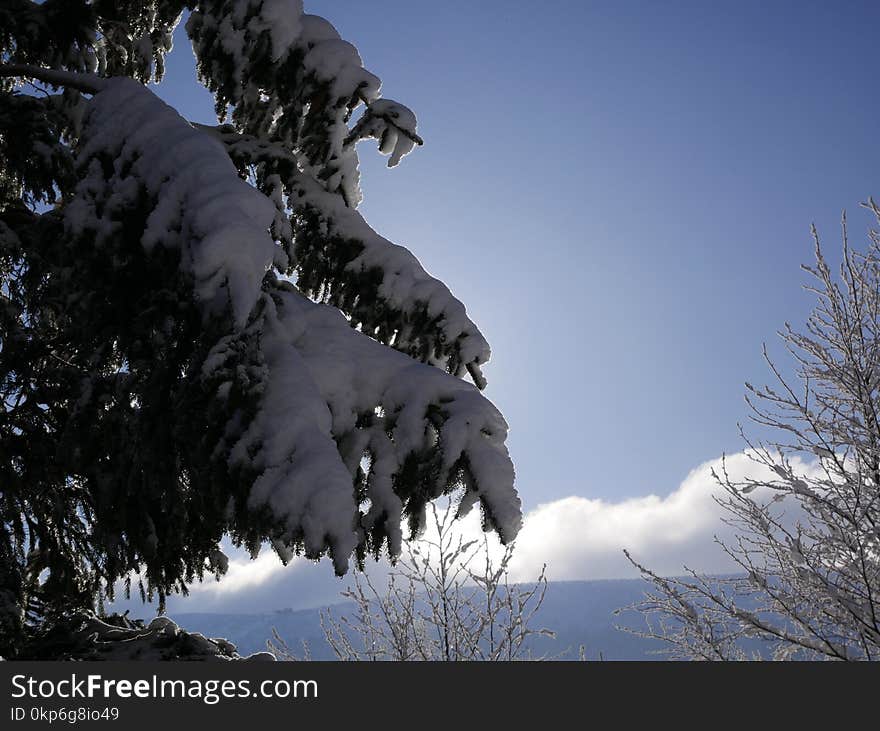 Sky, Winter, Tree, Snow