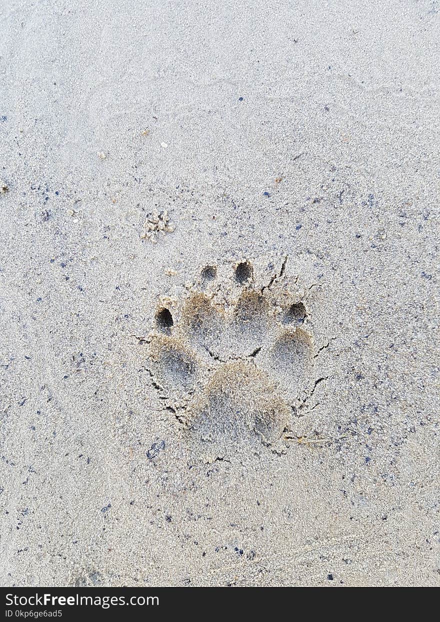 Sand, Footprint, Organism, Snout