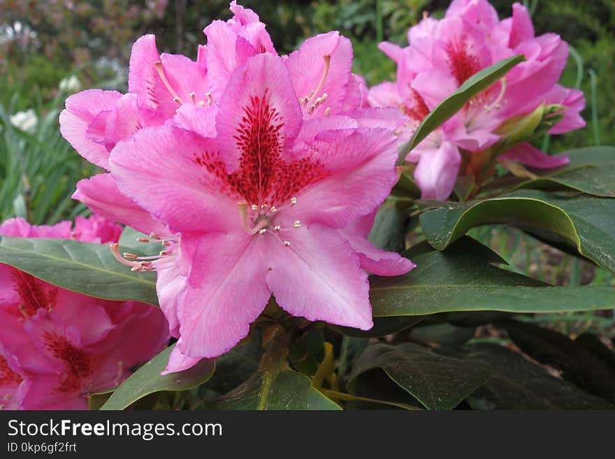 Flower, Plant, Flowering Plant, Shrub