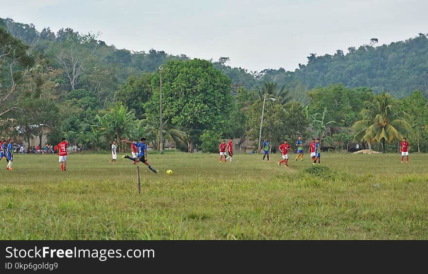 Field, Grass, Meadow, Tree