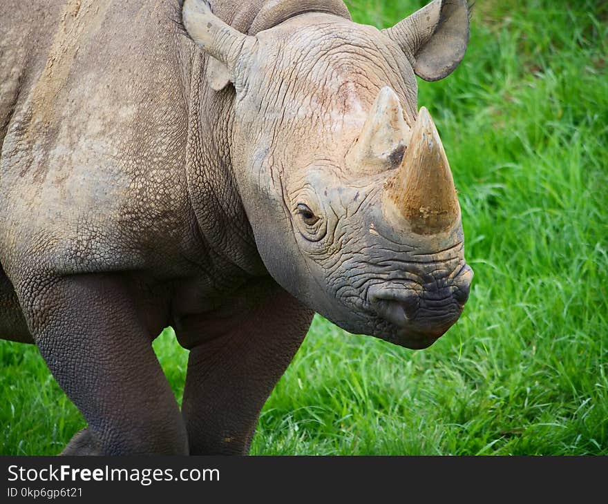 Rhinoceros, Terrestrial Animal, Fauna, Wildlife