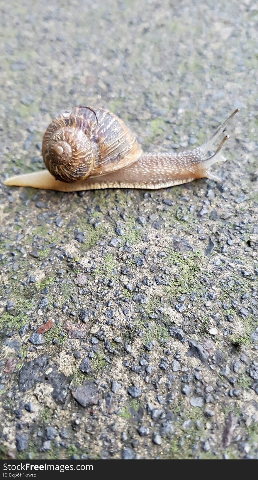 Snails And Slugs, Snail, Terrestrial Animal, Slug