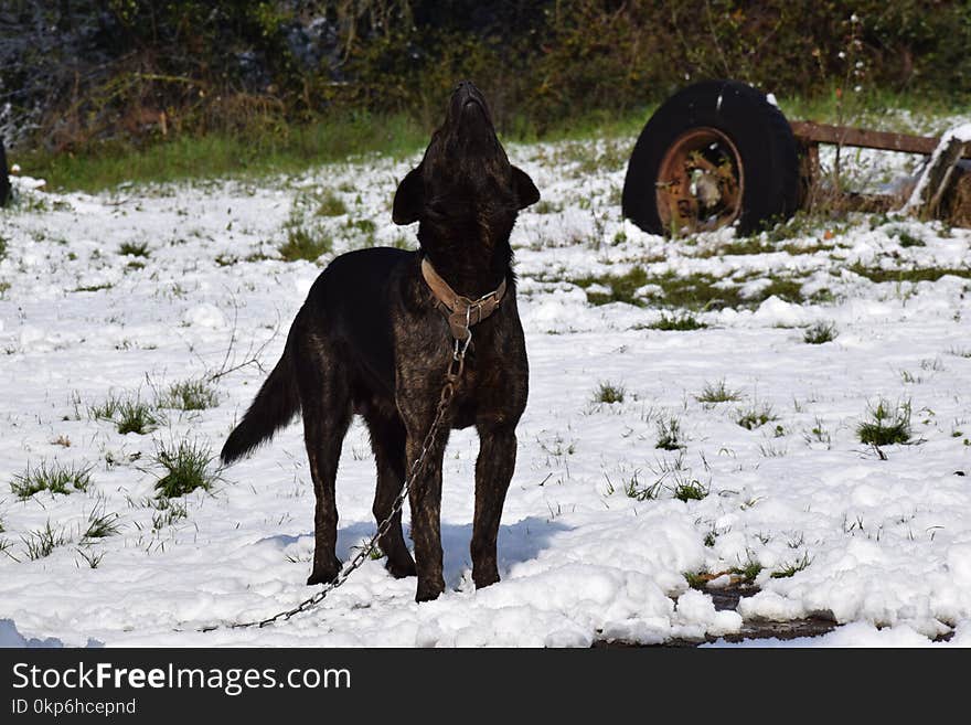 Dog Like Mammal, Dog, Dog Breed, Dog Breed Group