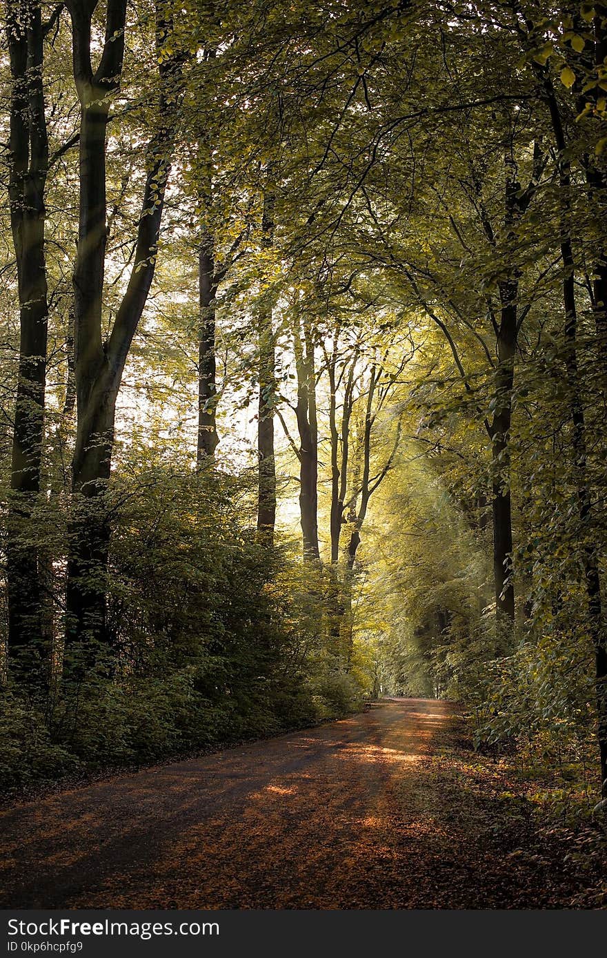 Woodland, Forest, Nature, Path