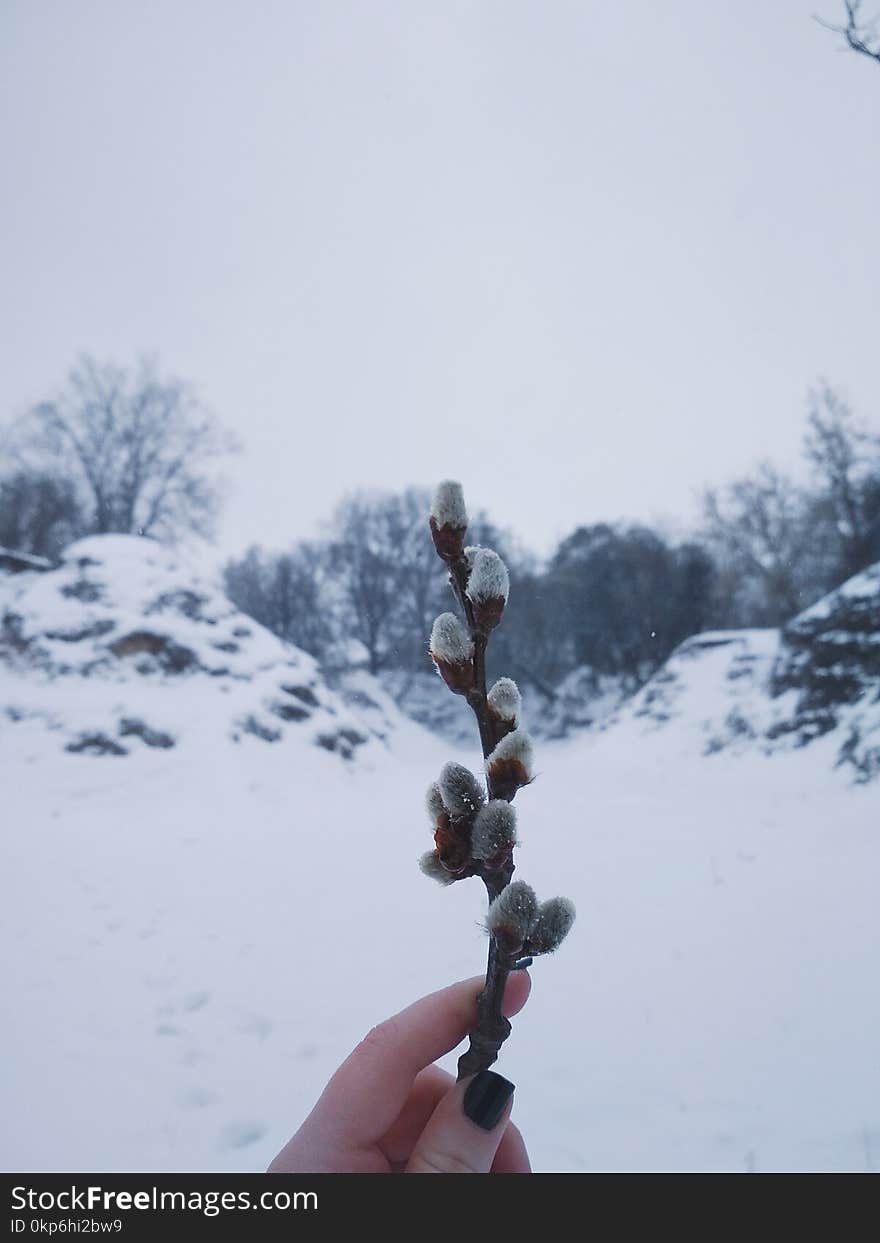 Snow, Winter, Tree, Freezing