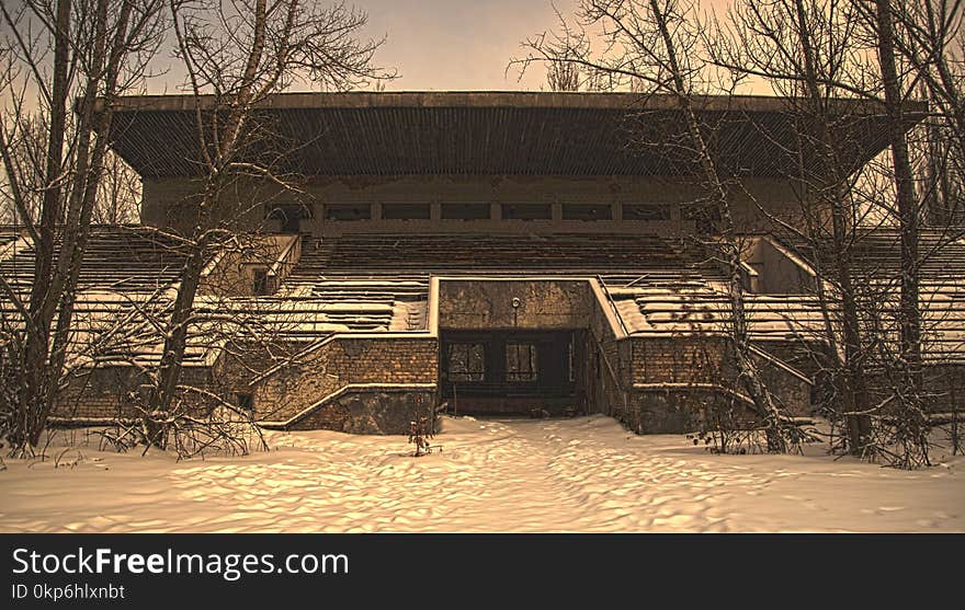 Snow, Winter, Tree, Wood