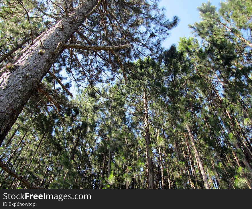 Tree, Ecosystem, Plant, Woody Plant