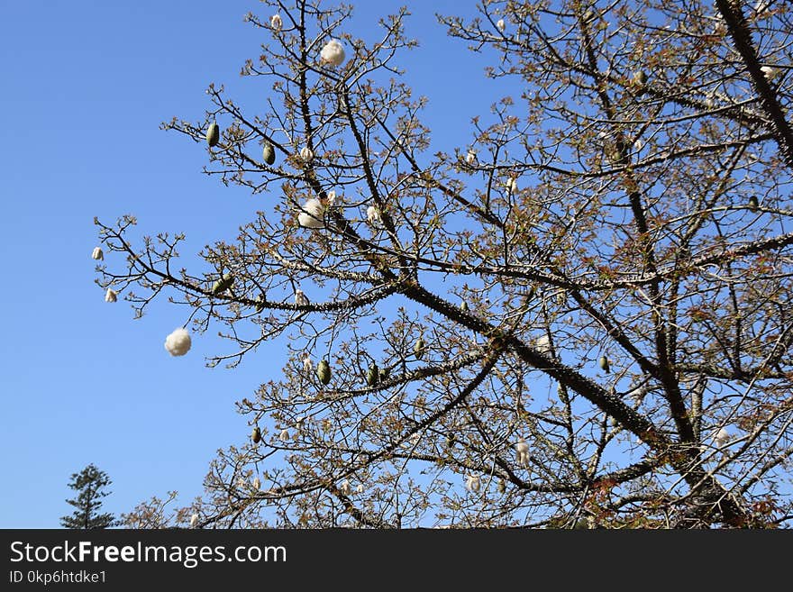 Branch, Sky, Tree, Blossom