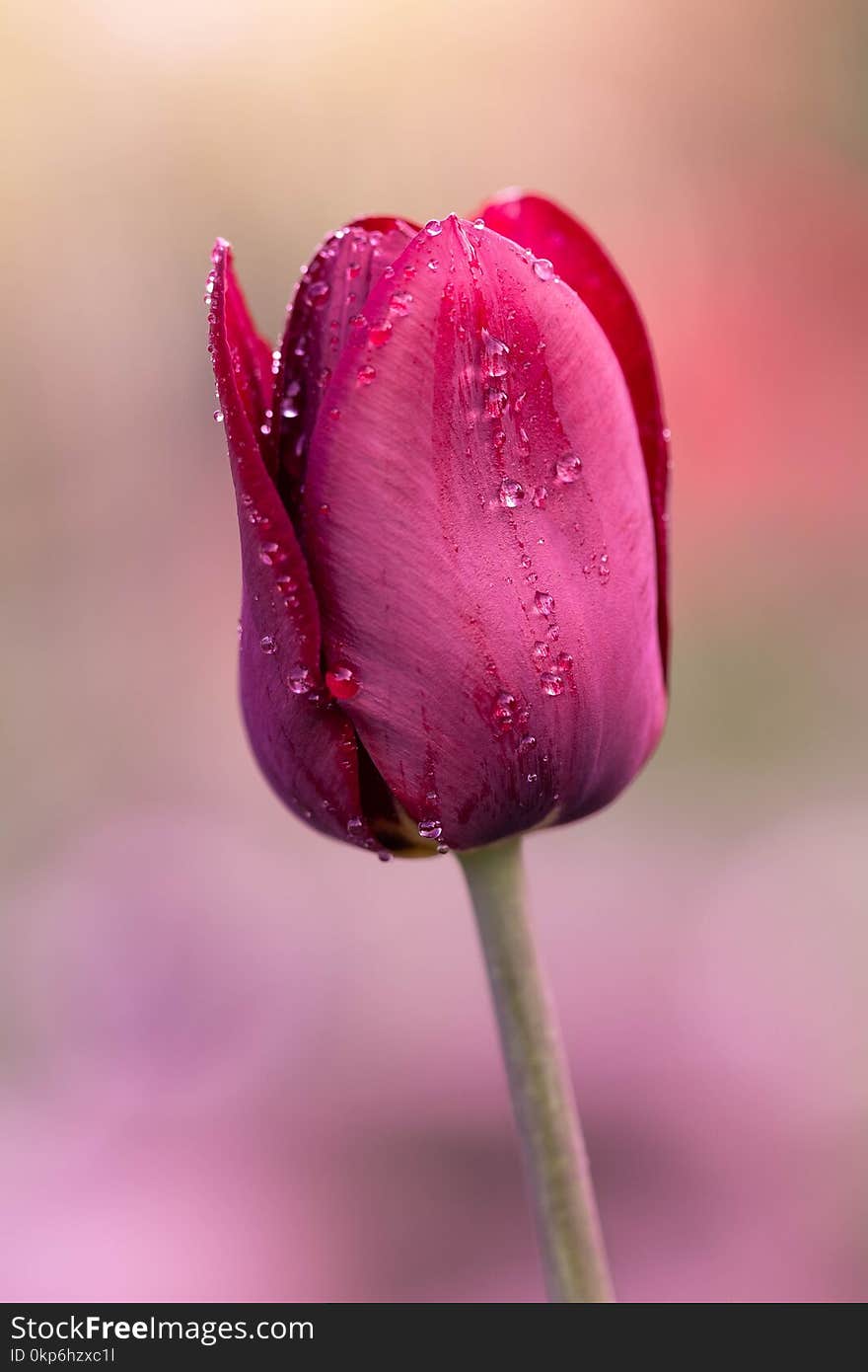 Flower, Pink, Flora, Close Up