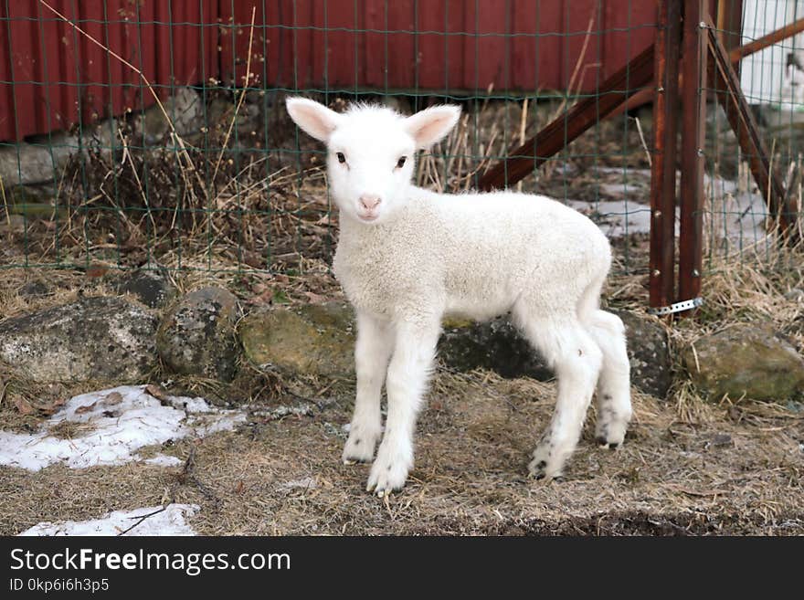 Sheep, Goats, Cow Goat Family, Goat