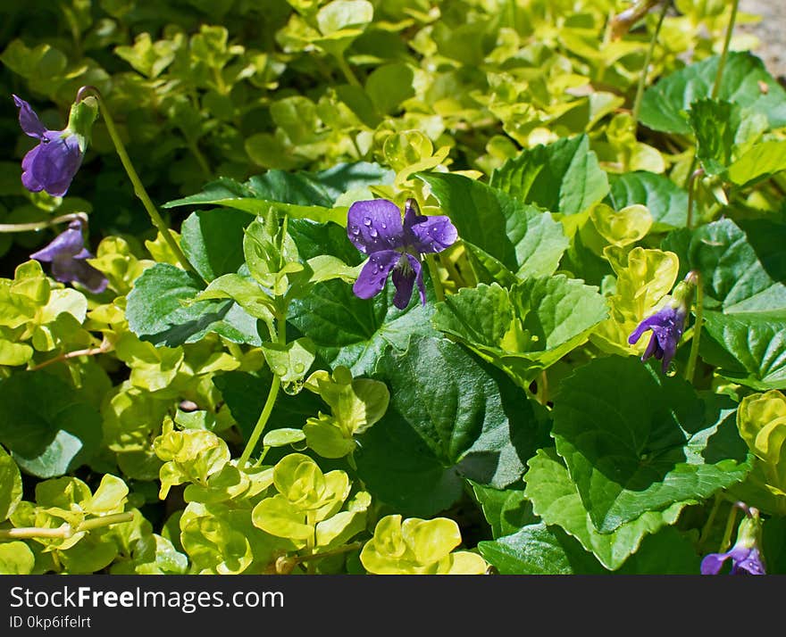 Plant, Flower, Violet Family, Annual Plant