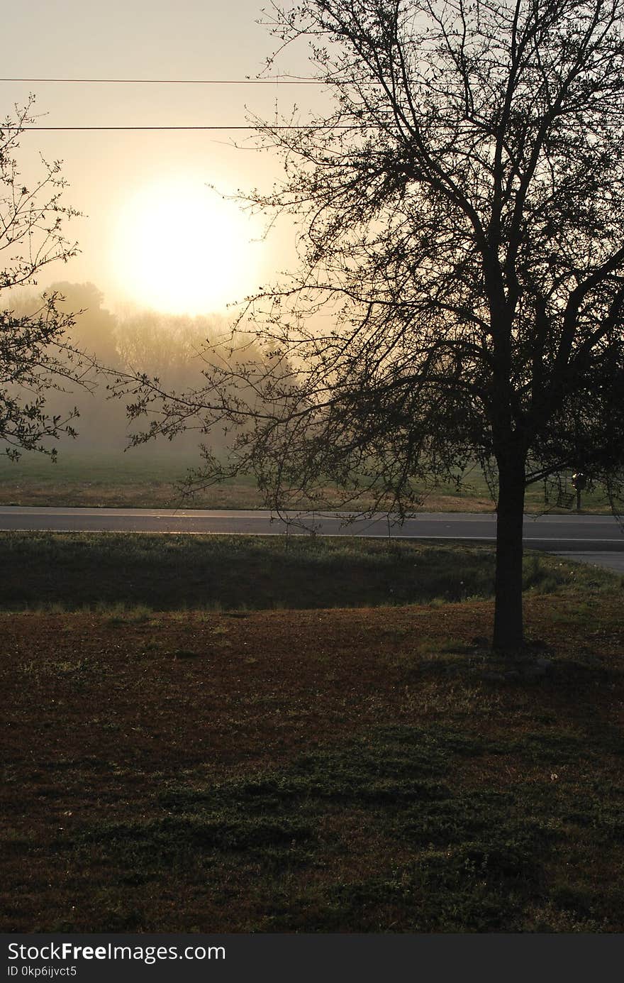 Sky, Tree, Sunrise, Woody Plant