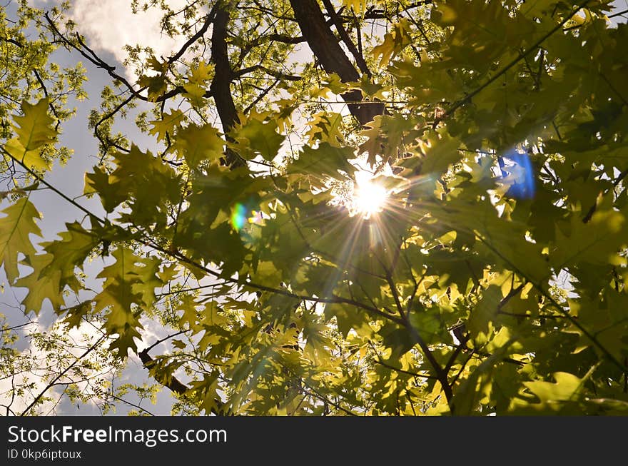 Nature, Branch, Leaf, Tree