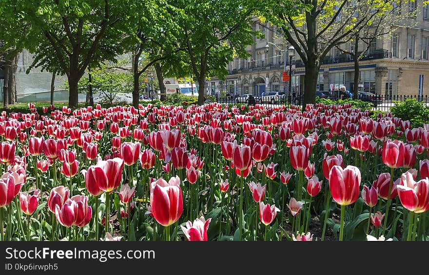 Flower, Plant, Flowering Plant, Tulip