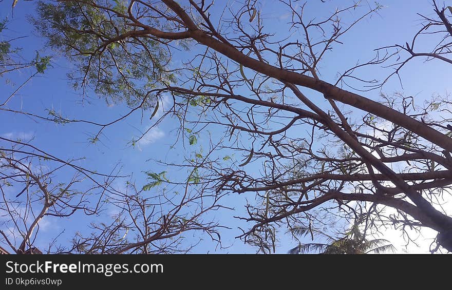 Branch, Tree, Sky, Leaf