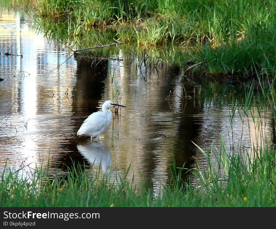 Bird, Water, Ecosystem, Fauna