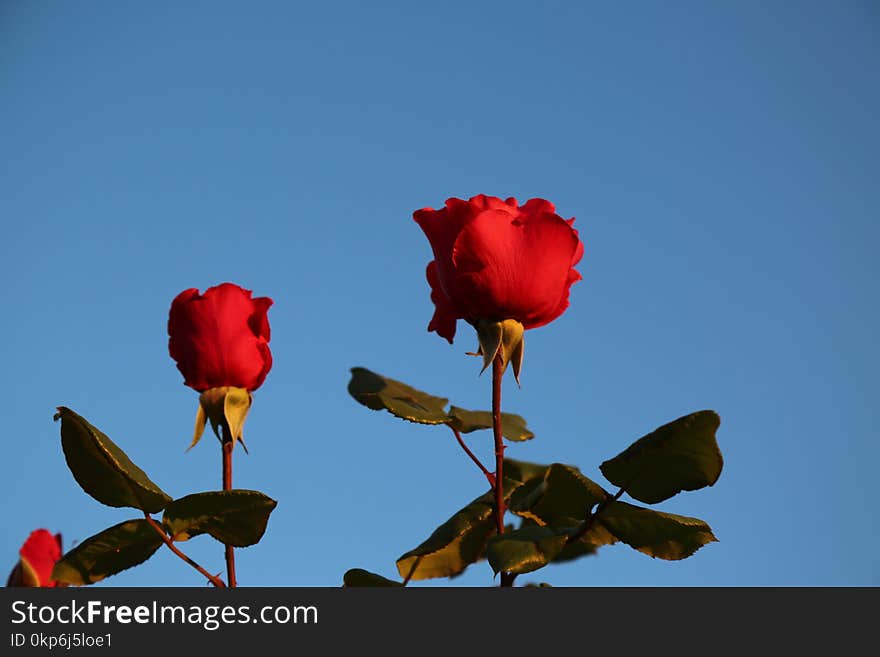 Sky, Red, Flower, Rose Family