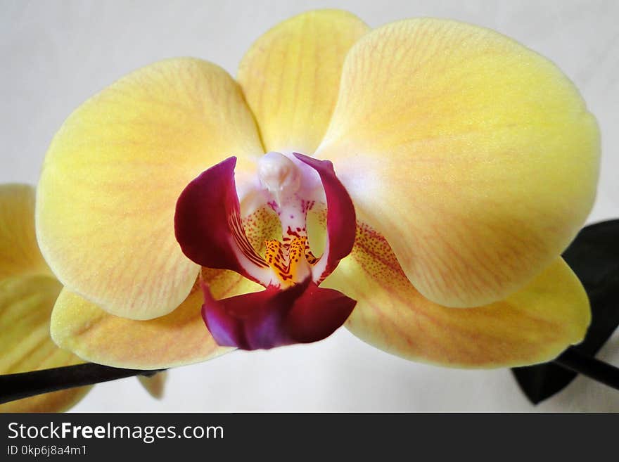 Flower, White, Yellow, Flowering Plant