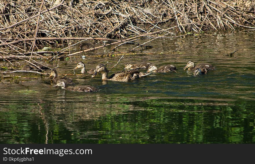 Water, Fauna, Nature Reserve, Bird