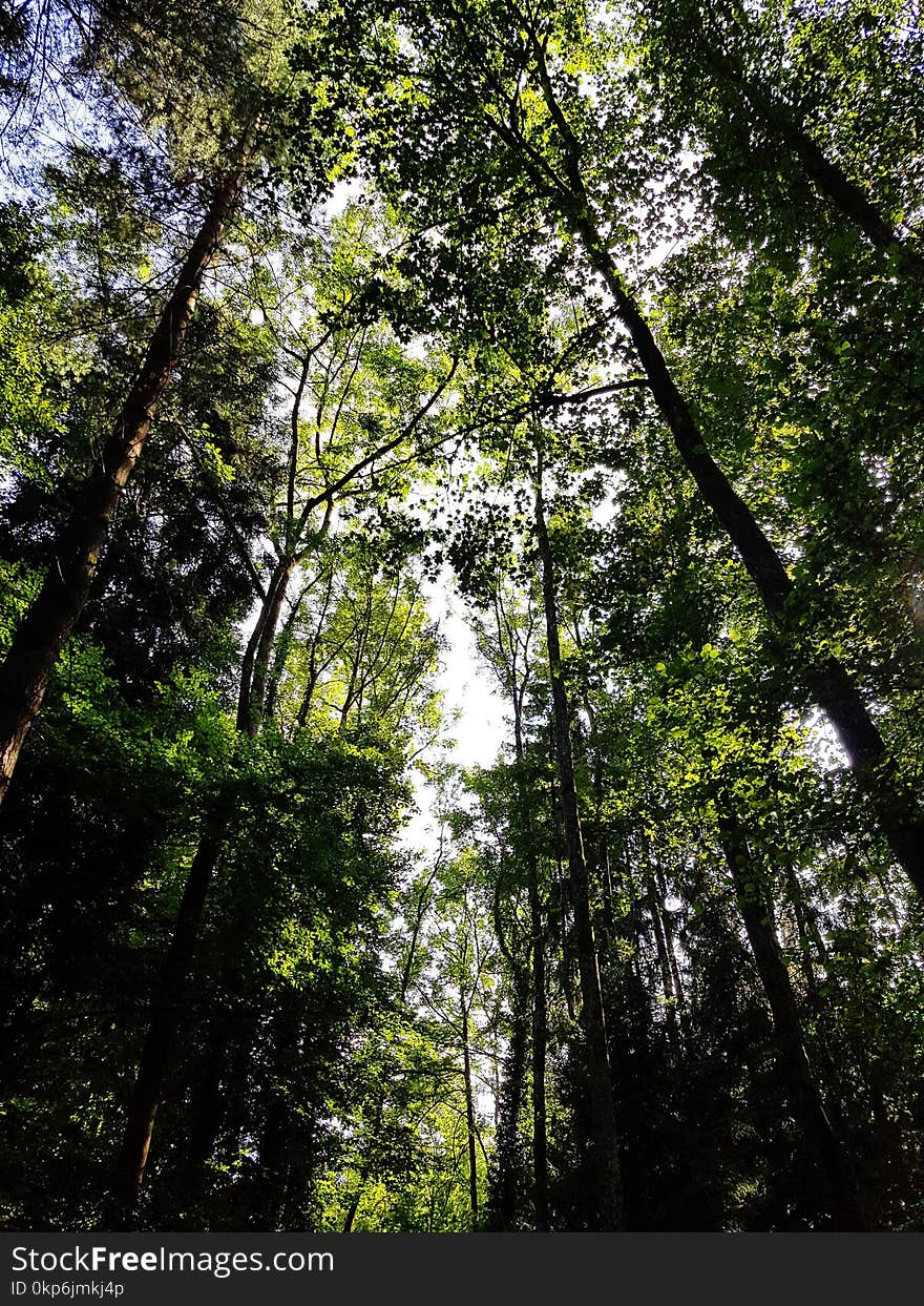 Tree, Nature, Forest, Vegetation