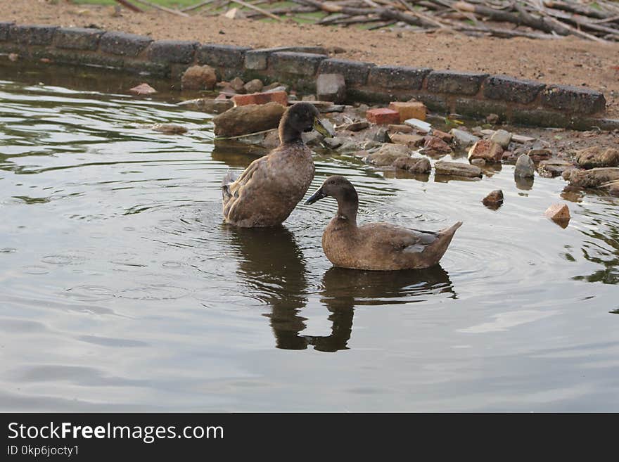 Bird, Duck, Water, Fauna