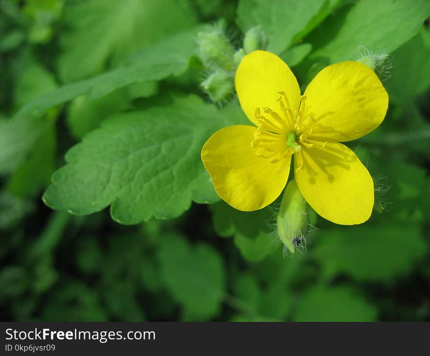 Flower, Flora, Chelidonium, Plant