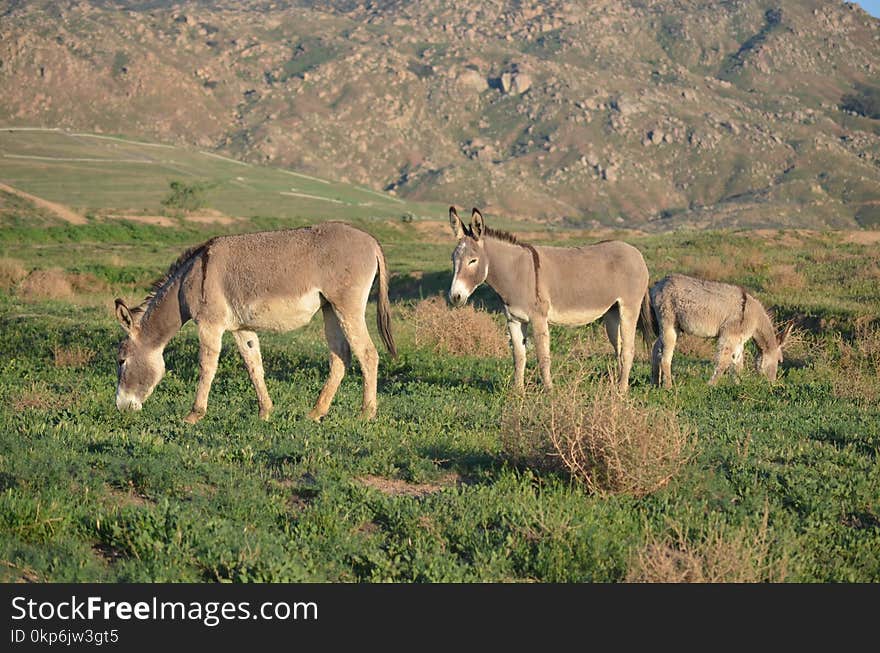 Donkey, Wildlife, Ecosystem, Fauna