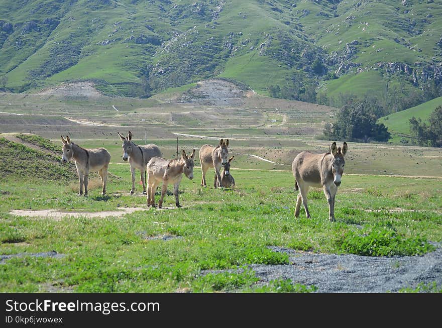 Wildlife, Fauna, Ecosystem, Grassland