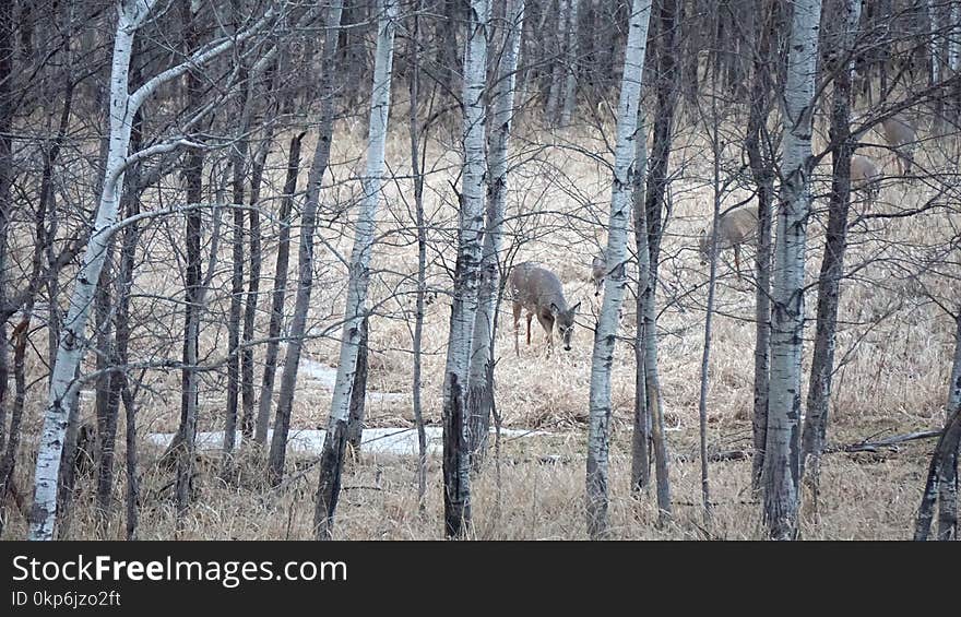 Wildlife, Woodland, Tree, Forest