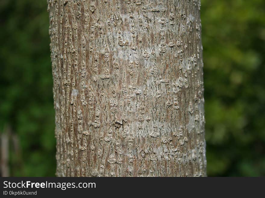 Tree, Trunk, Wood, Branch