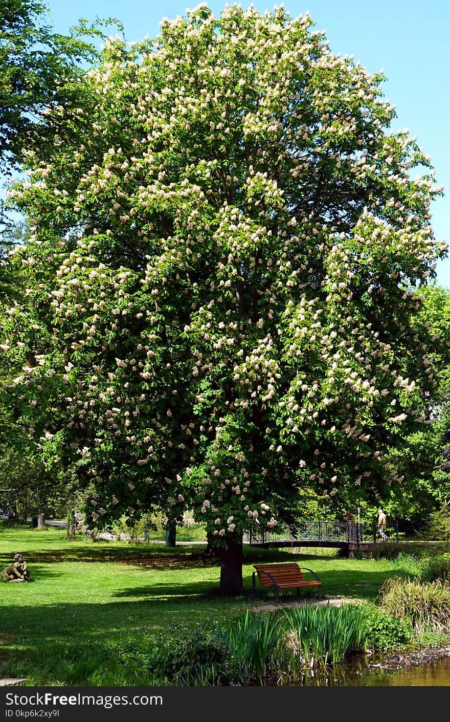 Tree, Plant, Nannyberry, Evergreen