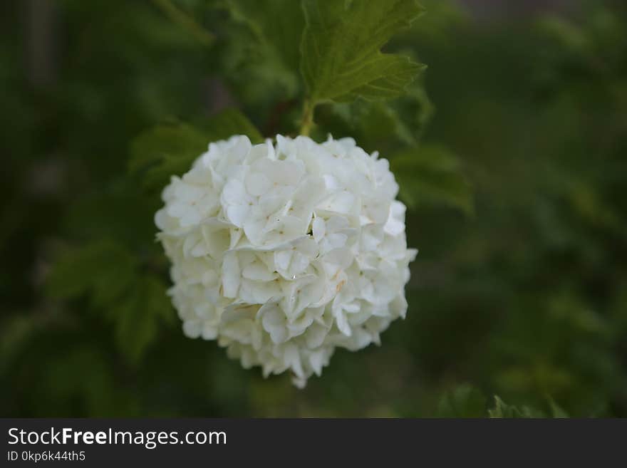 Flower, White, Viburnum, Plant