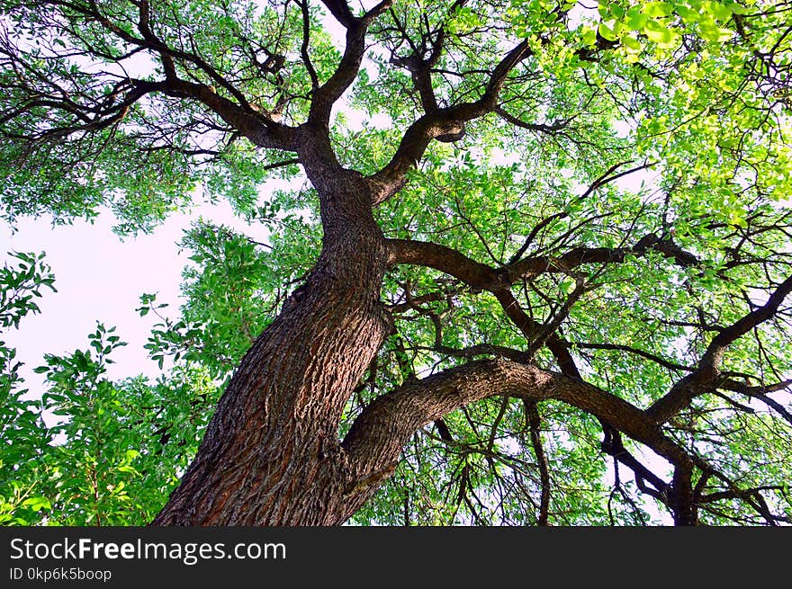 Tree, Branch, Woody Plant, Plant