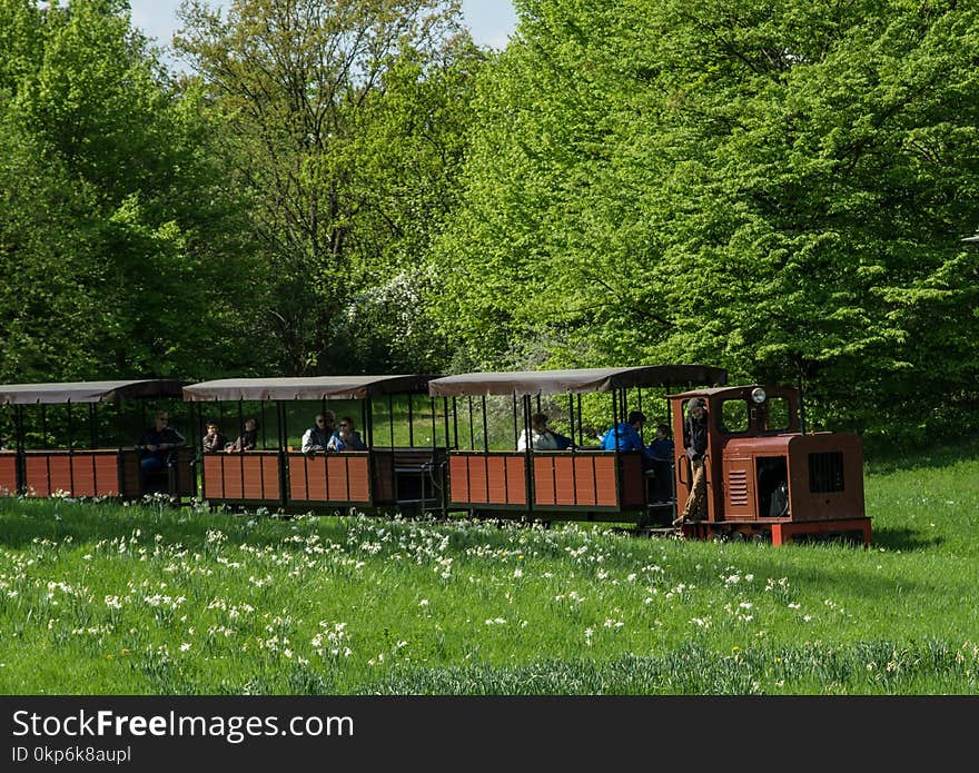 Rolling Stock, Tree, Plant, Grass