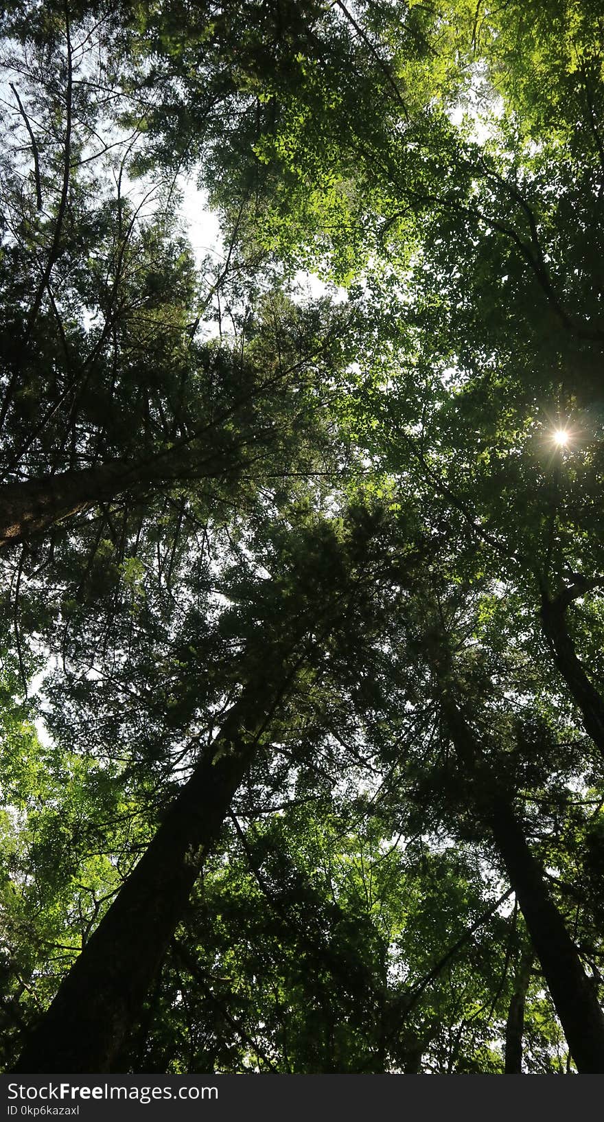 Tree, Nature, Vegetation, Forest