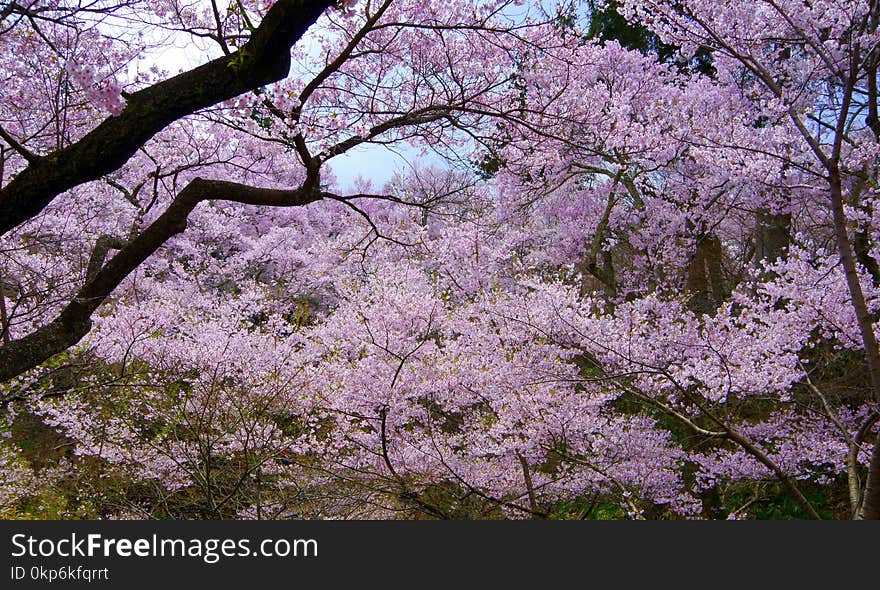 Flower, Plant, Blossom, Tree