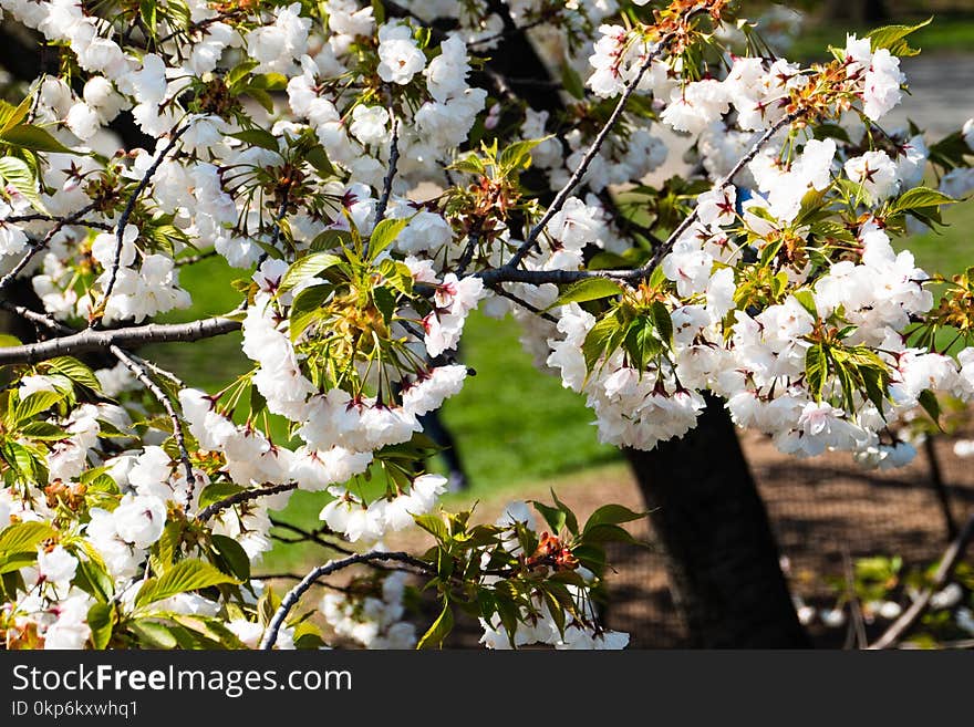 Blossom, Spring, Branch, Flora