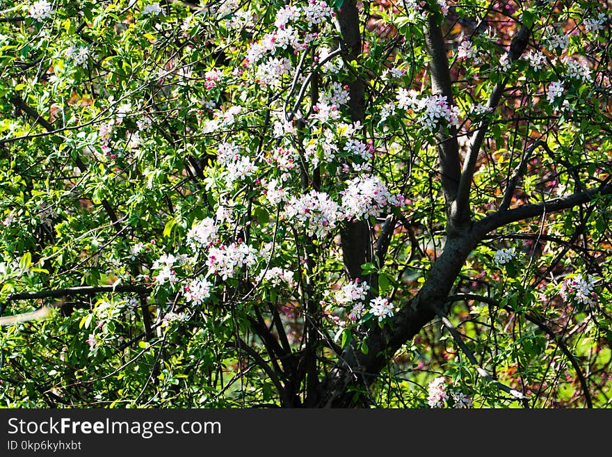 Plant, Flora, Tree, Vegetation