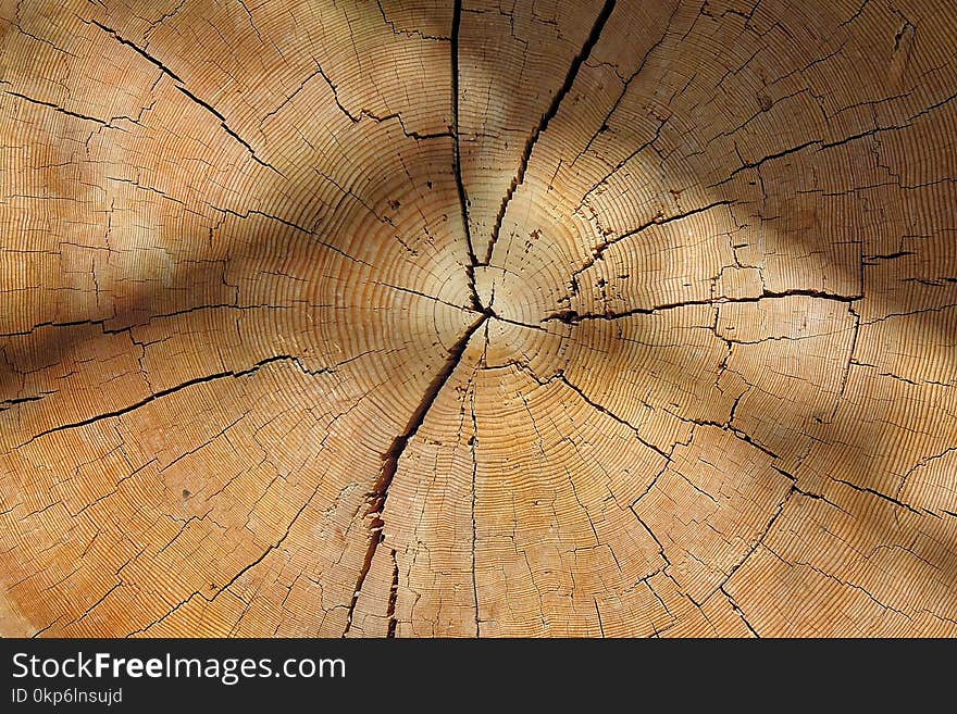 Wood, Close Up, Texture, Tree