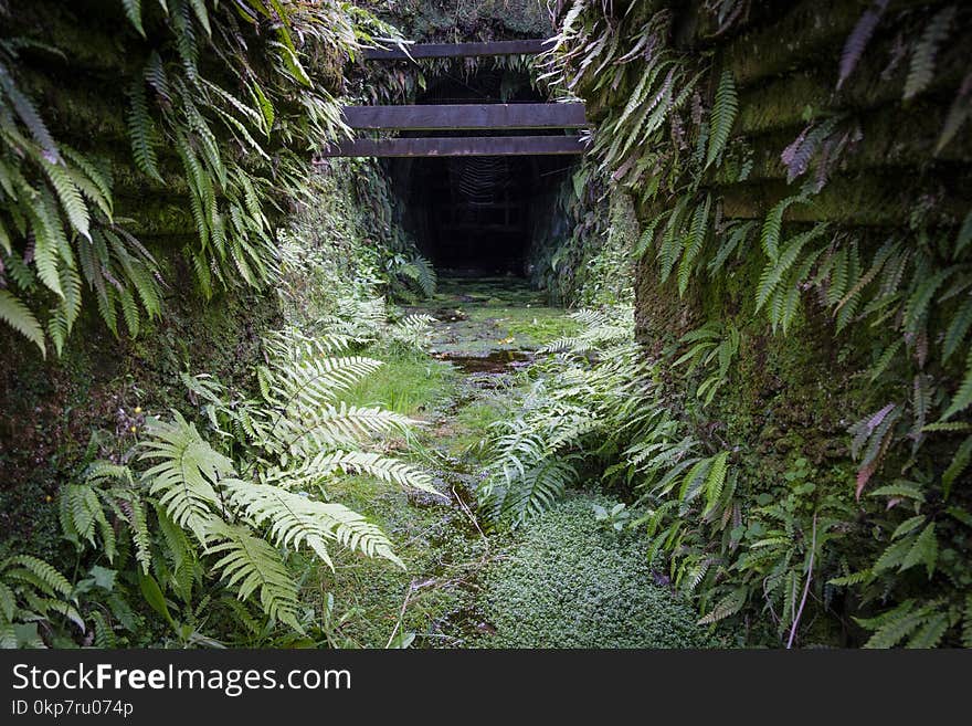 Brunner Mine Entrance