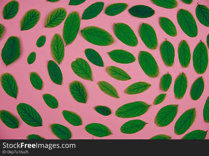 Green leaves acacia floral pattern on a pink background.