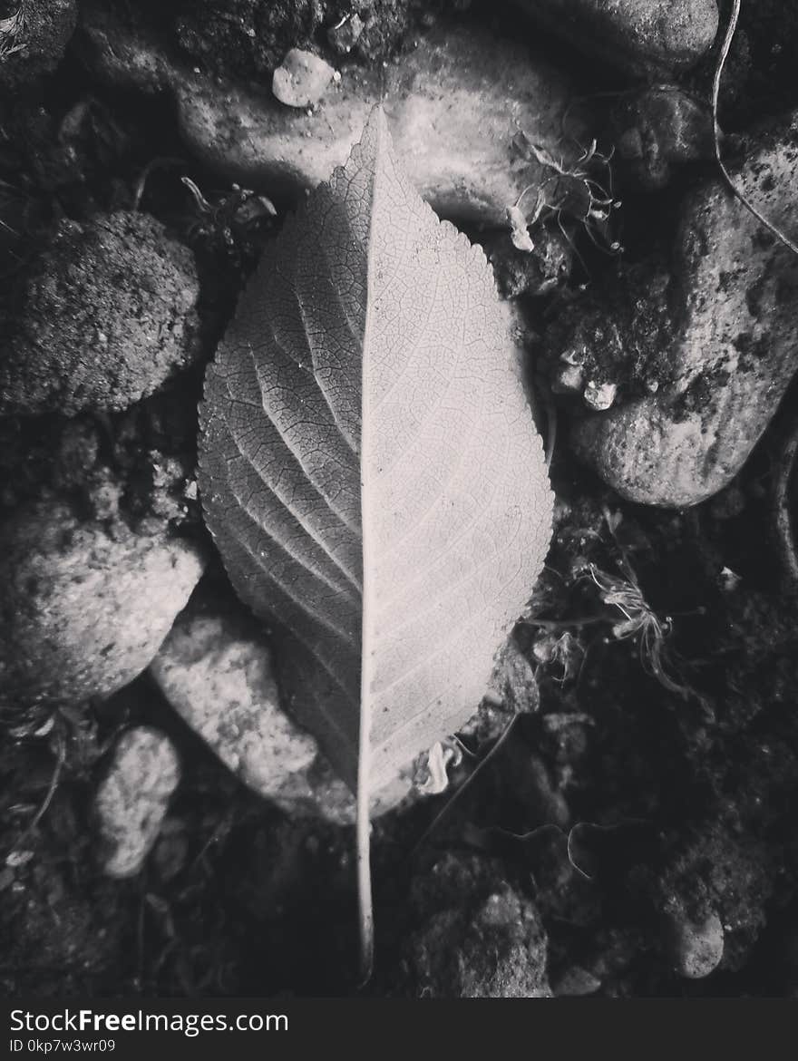 Black & white leave