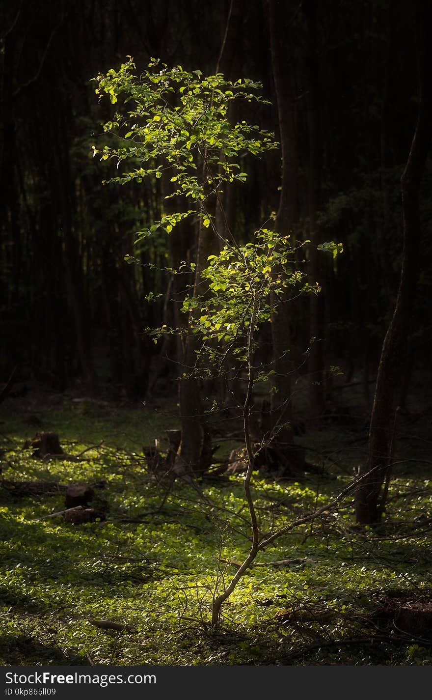 Light falling on isolated young tree with a dark background during early summer