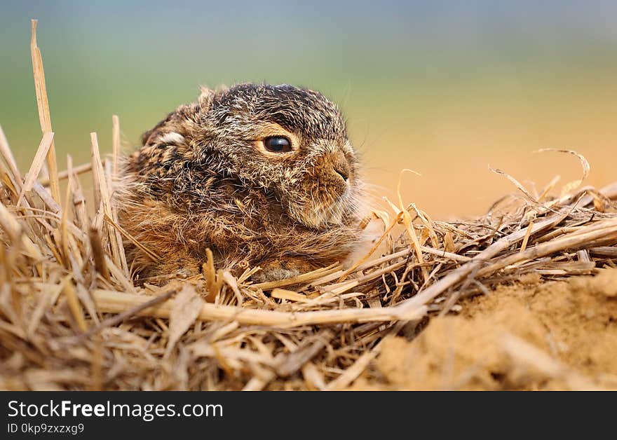 Adorable Baby Hare In Field